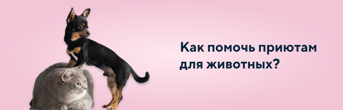 Как помочь приютам для животных